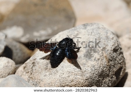 large 
insect 
black 
bee 
black bee
river
rock 
rocks 
pebbles 
animals 
stream 
wings 
nature 
wildlife 
europe

greece

water 
stone 
alive 
shiny 
antennae
winged
creature 
fly 
flowers 
pollen
pollinator
flow 
creepy crawly
camera 
unedited
uncropped

unscripted
daytime 
blue sky 
clouds 
grey 
hot 
dry 
wet 
fresh water 
beetle

black beetle
2026
summer 
july 
drought 
small 
cute 
meadow