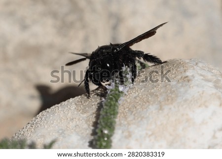 large 
insect 
black 
bee 
black bee
river
rock 
rocks 
pebbles 
animals 
stream 
wings 
nature 
wildlife 
europe

greece

water 
stone 
alive 
shiny 
antennae
winged
creature 
fly 
flowers 
pollen
pollinator
flow 
creepy crawly
camera 
unedited
uncropped

unscripted
daytime 
blue sky 
clouds 
grey 
hot 
dry 
wet 
fresh water 
beetle

black beetle
2026
summer 
july 
drought 
small 
cute 
meadow
