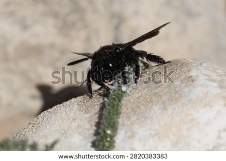 large 
insect 
black 
bee 
black bee
river
rock 
rocks 
pebbles 
animals 
stream 
wings 
nature 
wildlife 
europe

greece

water 
stone 
alive 
shiny 
antennae
winged
creature 
fly 
flowers 
pollen
pollinator
flow 
creepy crawly
camera 
unedited
uncropped

unscripted
daytime 
blue sky 
clouds 
grey 
hot 
dry 
wet 
fresh water 
beetle

black beetle
2026
summer 
july 
drought 
small 
cute 
meadow