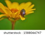 large insect black bug on an yellow flower on a green background with raindrops in macro shot