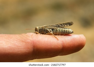 A Large Insect Locust Is Sitting On A Man's Arm.