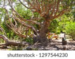 large interesting tree