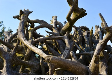 Large Inverted Tree Roots Against Sky
