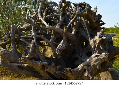 Large Inverted Tree Roots Against Sky
