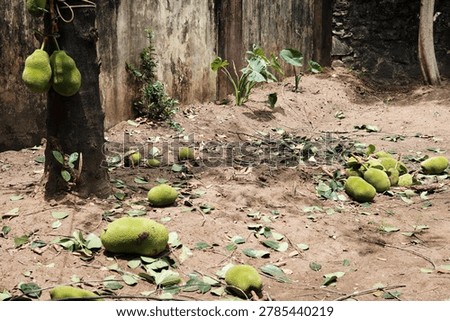 A large jackfruit tree with multiple harvested green fruits scattered on the sandy ground near a concrete wall in Trivandrum.