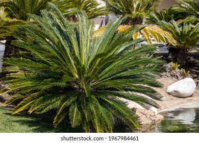 A Large Japanese Sago Palm, Cycas Revoluta.