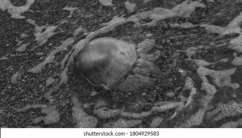 Black White Jellyfish Stock Photos Images Photography Shutterstock
