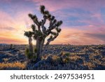 Large Joshua Tree sunset in Nevada 