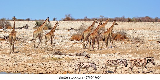 172 Giraffe walking away Images, Stock Photos & Vectors | Shutterstock