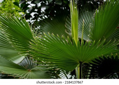 Large, juicy, green leaves, with an unusual pattern, on thick stems of a herbaceous plant. A large herbaceous plant, with unusual, large leaves.