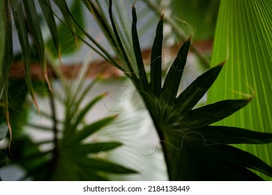 Large, juicy, green leaves, with an unusual pattern, on thick stems of a herbaceous plant. A large herbaceous plant, with unusual, large leaves.