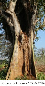 Large kapok tree with holes