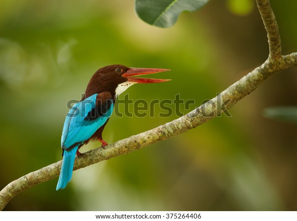 Large kingfisher with bright blue back, chestnut head\
and a large red bill,  White-breasted Kingfisher, Halcyon\
smyrnensis with opened beak, perched on branch  against green\
blurred background. 