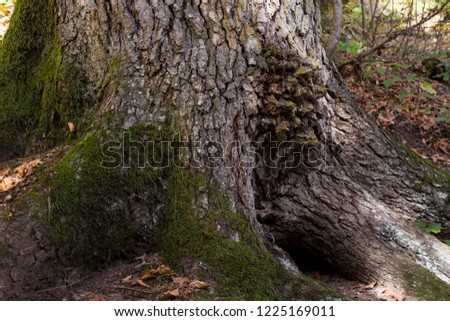 Large knur on the tree