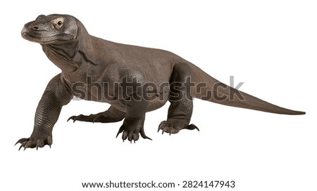 Large Komodo dragon lizard standing on all fours with textured brown skin