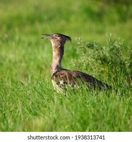 Kori Bustard South Africa Images Stock Photos Vectors Shutterstock