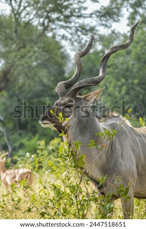 A large Kudu antelope with big horn in Kruger national park South Africa