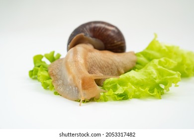 A Large Land Snail Eats Lettuce Leaf On A White Background. Unusual Pets. Unconventional Cosmetology And Medicine.