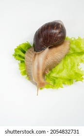 A Large Land Snail Eats Lettuce Leaf On A White Background. Unusual Pets. Unconventional Cosmetology And Medicine.