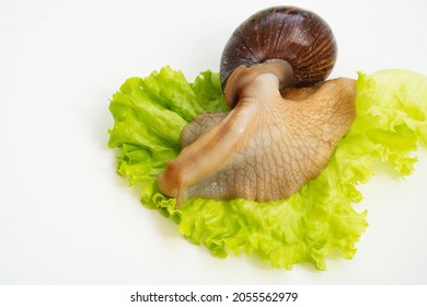 A Large Land Snail Eats Lettuce Leaf On A White Background. Unusual Pets. Unconventional Cosmetology And Medicine.