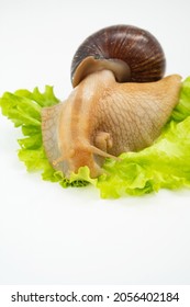 A Large Land Snail Eats Lettuce Leaf On A White Background. Unusual Pets. Unconventional Cosmetology And Medicine.