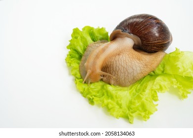 A Large Land Snail Eats Lettuce Leaf On A White Background. Unusual Pets. Unconventional Cosmetology And Medicine.