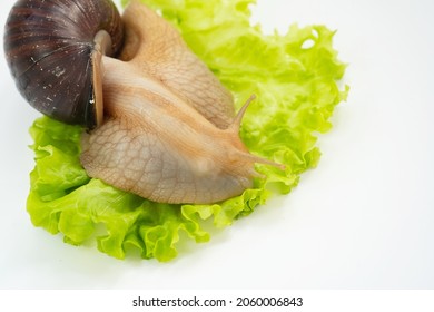 A Large Land Snail Eats Lettuce Leaf On A White Background. Unusual Pets. Unconventional Cosmetology And Medicine.