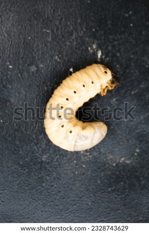 Large larva of the Maybug on a black background, top view