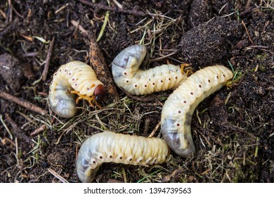 Large larvae of a rare European rhinoceros beetle (Oryctes nasicornis). Concept protected insects.