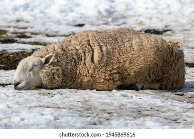 A Large And Lazy Adult Sheep With Thick Woolly Fleece. The Animal Is Laying On The Ground With Its Eyes Closed In The Sun. The Ewe Has A Large Thick Coat Of Wool With Bits Of Dirt Among The Fleece. 