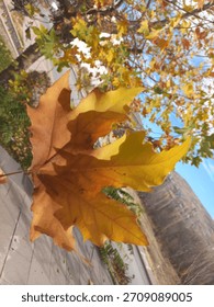 A large leaf held in hand during autumn, with yellowing trees and a clear sky in the background.