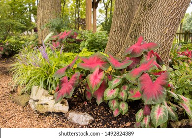 Large Leaf Hosta Plant In Beautiful Garden