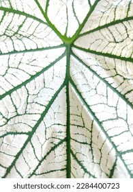 large leaf pattern with white ground cut with green petiole