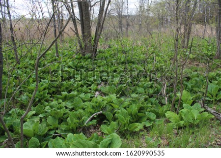 Large Leaf Plants on Side of Forest Trail