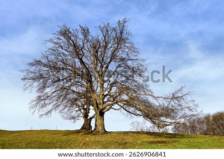 A large, leafless beech tree (Fagus) with numerous branches extends across a grassy slope. The tree's rough bark and extensive root system are visible.