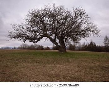 A large, leafless tree with sprawling branches stands alone in an open field under an overcast sky. The dramatic, twisted shape and moody atmosphere evoke a sense of resilience and time passing.