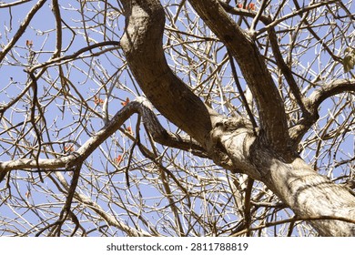 Large leafless tree trunk with thick twisting branches and a network of bare twigs showing sparse red buds and emerging leaves against a clear blue sky.