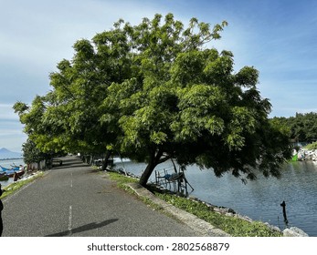 Large leafy mango tree growing beside a gravel road and water canal