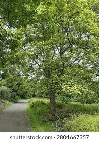 Large Leafy Tree Beside Path With Grass Verge And Woodland Vegetation