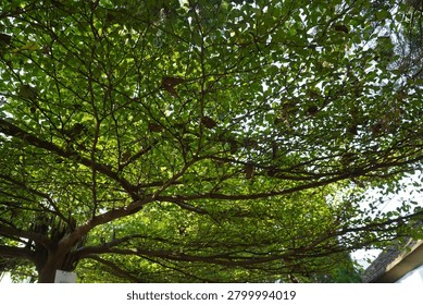 A large leafy tree with a dense green canopy against a clear sky