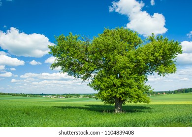 Large leafy tree in the field