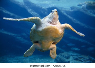 A Large Leatherback Turtle Swimming Gracefully In The Blue Water