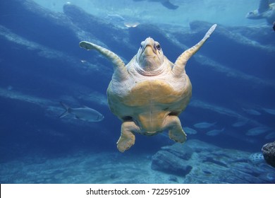 A Large Leatherback Turtle Swimming Gracefully In The Blue Water