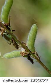 Large Leaved Lupine Seed Pods - Latin Name - Lupinus Polyphyllus