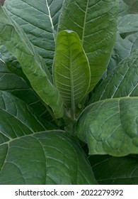 large leaves of a green tobacco plant