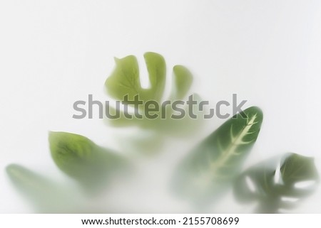 Large leaves of monstera and other tropical plants in the jungle and tropics forest in thick fog.
