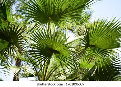 large leaves of palm trees against the background og the sky. bright tropical background