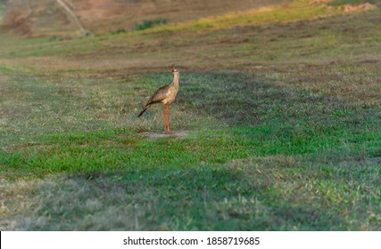 Large Legged Bird. Siriema Bird. Brazilian Cerrado Bird This Bird Is Very Rare In The Brazilian Cerrado. 