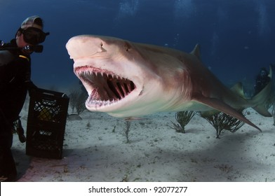 A Large Lemon Shark Bares His Teeth