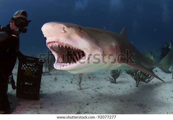 Un Grand Requin Citron Barbe Ses Photo De Stock Modifiable Un Grand Requin Citron Barbe Ses Photo De Stock Modifiable